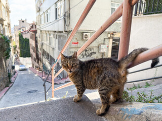 Stray tabby cat standing on steps overlooking a narrow downhill street in a residential neighborhood