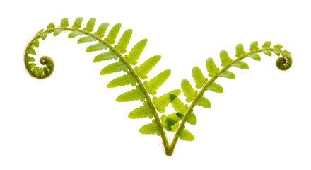 Unfurling fern frond isolated on transparent PNG, vibrant green fiddlehead with coiled tips for botanical design and nature themes © Niamh