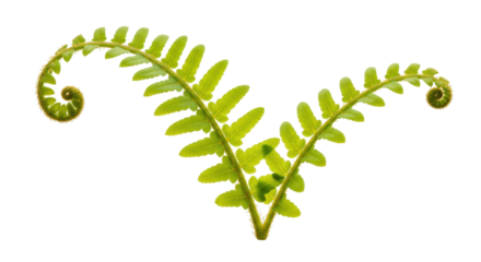 Unfurling fern frond isolated on transparent PNG, vibrant green fiddlehead with coiled tips for botanical design and nature themes