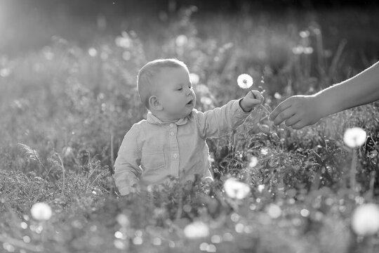 Adult hand holds baby dandelion at sunset Kid sitting in a meadow Child in field Concept of protection Allergic to flowers pollen Allergy Backlit Sun Light Autumn Glow Sunshine Learning new Education - Powered by Adobe