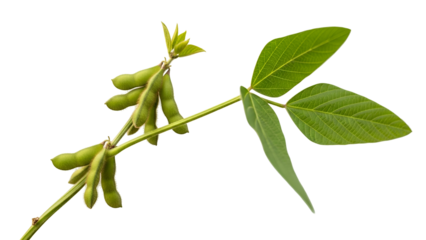 Soybean Plant Branch with Green Leaves and Pods on Transparent Background