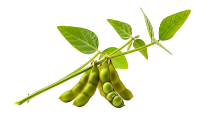 Close Up of Green Soybeans on a Vine with Leaves Against Black Background Showing Fresh Pods and Textured Leaves in Natural Sunlight