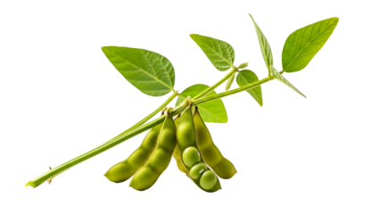 Close Up of Green Soybeans on a Vine with Leaves Against Black Background Showing Fresh Pods and Textured Leaves in Natural Sunlight