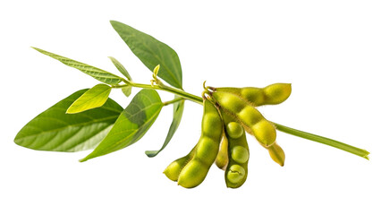 Soybean Pods with Vibrant Green Leaves Isolated on Black Background Studio Shot Detailed Close Up