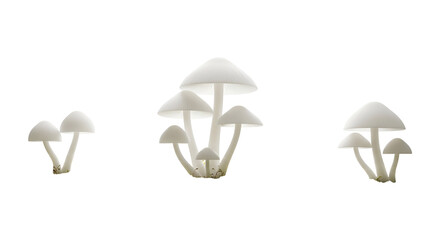 White Mushrooms Clustered with Transparent Background Isolated Fungi Group