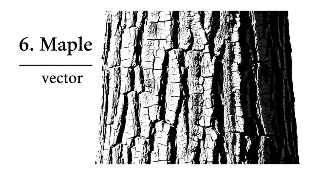 Black and white vector illustration of maple tree bark texture.