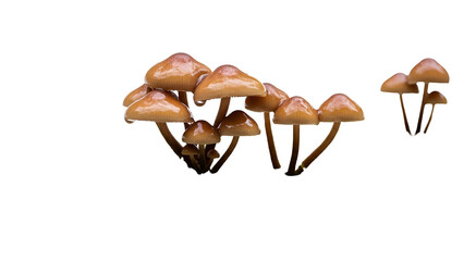 Cluster of Brown Mushrooms with Glistening Caps on Transparent Background Macro Shot Highlighting Textures