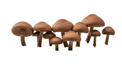 Cluster of Brown Spotted Mushrooms with Gills on Transparent Background Studio Shot Fungi Grouping Close Up Natural Food Vegetarian Edible Plant Wild
