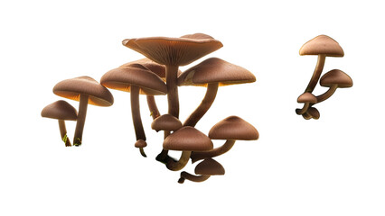 Mushroom Cluster Growth on Transparent Background with Warm Lighting Detailed Texture and Smooth Caps