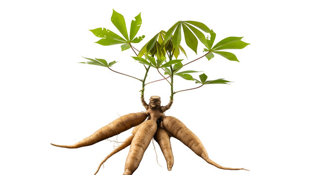 Cassava Plant with Roots and Green Leaves on Transparent Background