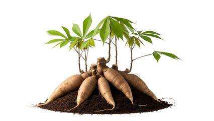 Cassava Root Tubers with Green Leaves on Dark Soil Against Transparent Background