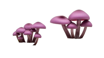 Arrangement of Purple Mushrooms on Transparent Background Close Up Still Life, Macro Photography Style, Fungi Plants Mushroom Caps on Black Studio