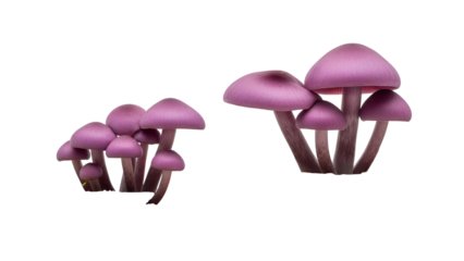 Arrangement of Purple Mushrooms on Transparent Background Close Up Still Life, Macro Photography Style, Fungi Plants Mushroom Caps on Black Studio
