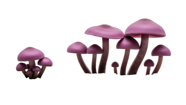 Purple Mushroom Cluster on Transparent Background with Smooth Texture and Diffused Lighting Isolated for Design Elements and Realistic Mushroom
