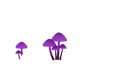 Glowing Purple Mushrooms on Black Background Mysterious Fungi Grouping Small and Large Bright Luminescence Forest Floor Flora Isolated