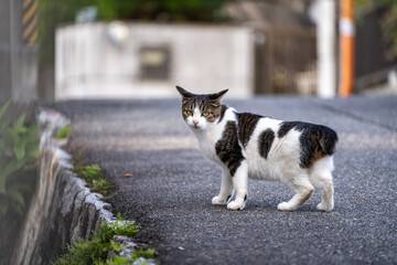 こちらを見つめる野良猫