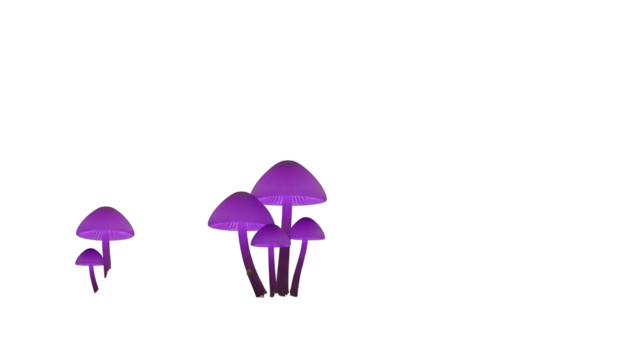 Glowing Purple Mushrooms on Black Background Mysterious Fungi Grouping Small and Large Bright Luminescence Forest Floor Flora Isolated