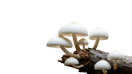 Cluster of White Mushrooms Growing on a Log Isolated on a Transparent Background Detailed Macro Shot with Natural Light