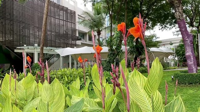 Canna or canna lily in the garden. Cannas are also used in agriculture as a rich source of starch for human and animal consumption