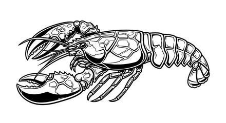 Detailed hand drawn lobster crustacean in monochrome style.
