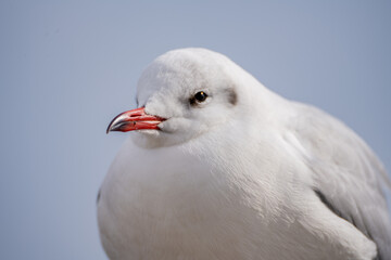 ウミネコのクローズアップ