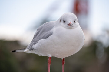 Obraz premium ウミネコのクローズアップ