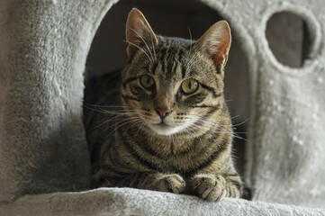 Curious Tabby Cat Resting Inside Soft Gray Cat Tree Hideaway, Looking Calm and Cute