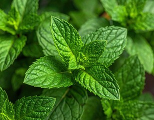 Close Up of Fresh Green Mint Leaves with Detailed Veins and Water Droplets in Natural Light for Culinary or Herbal Backgrounds