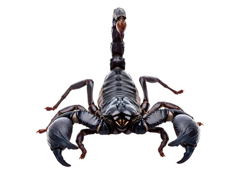Scorpion with raised tail isolated on transparent background - Powered by Adobe
