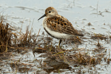 Bécasseau violet, Calidris maritima, Purple Sandpiper