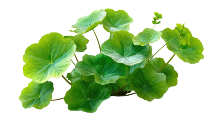 Lush, green round leaf plant on black background