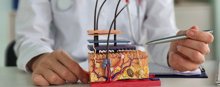 Medical professional examining a detailed skin model during a consultation - Powered by Adobe