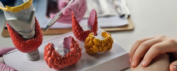 Educational session on thyroid health with anatomical models