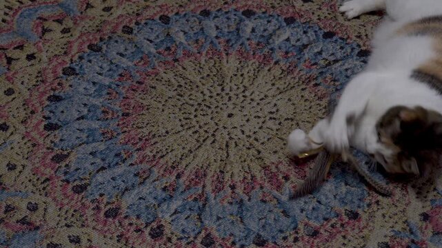 Top view of a calico cat playing with a feather toy on a decorative round rug with colorful pattern in a cozy home.