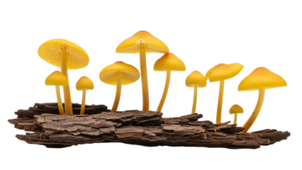 Group of Golden Mushrooms Growing on Bark Isolated on Transparent Background Macro Shot Detailed Texture and Delicate Gills Natural Light Wild Fungi