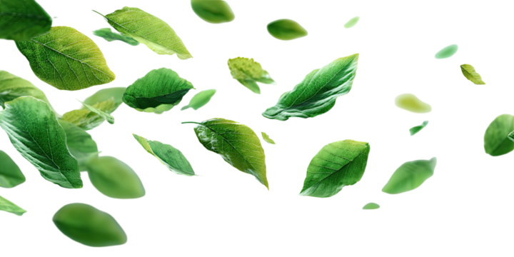 Scattered green leaves with varying shades of green on black background