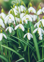 Snowdrops bloom in the garden. Selective focus.