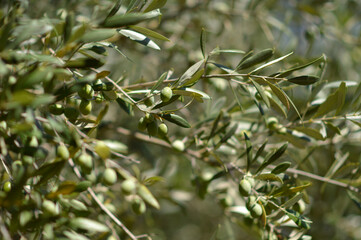 branches of olive trees with green olives