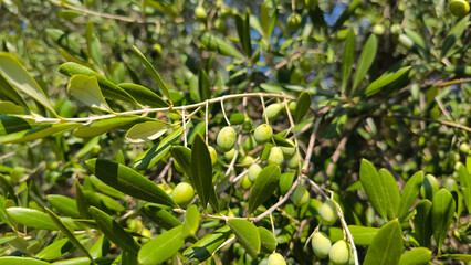 branches of olive trees with green olives