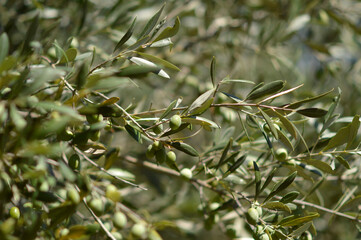 branches of olive trees with green olives