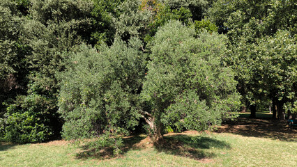 olive trees growing in the park in Rovinj