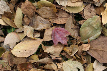 Close up of colorful fallen leaves on the ground in autumn forest. Pile of dead leaves background.