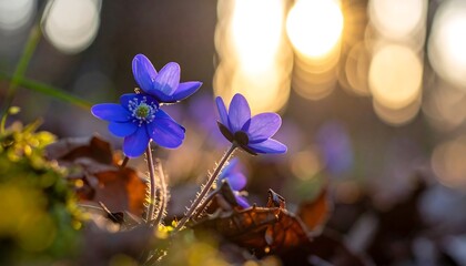 Vibrant blue wildflowers bloom amidst fallen leaves, backlit by a warm, blurred, golden, sunset-like light