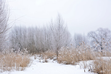 Frosted Winter Landscape with Bare Trees and Reeds