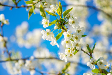 Fototapeta premium Cherry blossoms in the garden in spring. Selective focus.