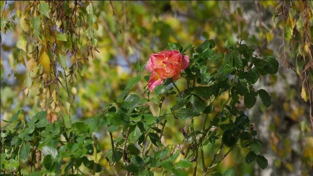 Rose Bicolore au Milieu d'un Rosier Vert Entour&eacute;e de Feuillage Jaune et Vert d'Automne video