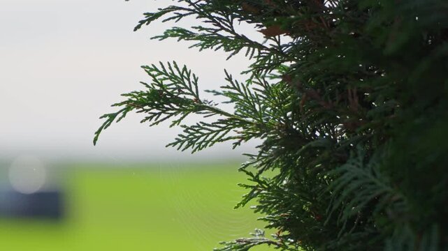 Rameaux de Thuya Verts et Denses avec Toile d'Araign&eacute;e sur Fond Flou de Pelouse