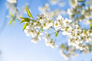 Cherry blossoms in the garden in spring. Selective focus.