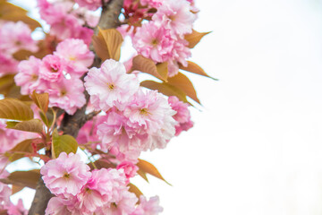 Cherry blossoms in the garden in spring. Selective focus.