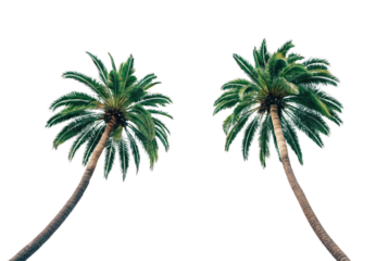 Two tall palm trees with curved trunks, isolated on a transparent background